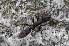 Bothroponera cariosa