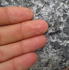 Bothroponera cariosa