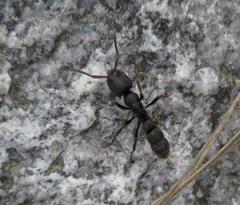 Bothroponera cariosa