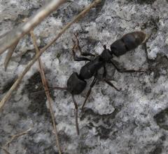 Bothroponera cariosa