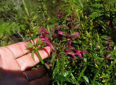 Stachys thunbergii
