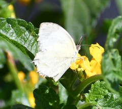 Abaeis mexicana