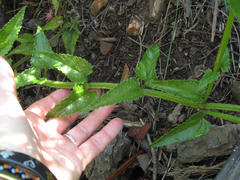 Stachys thunbergii