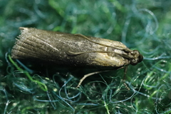 Sciota fumella