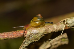 Euconulidae