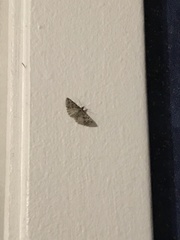 Alucita montana