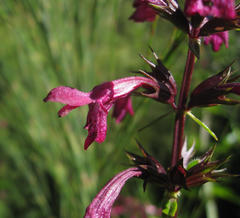 Stachys thunbergii