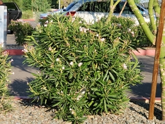 Nerium oleander