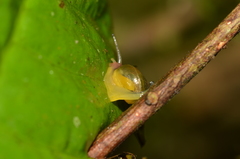 Euconulidae