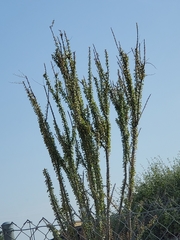 Fouquieria splendens