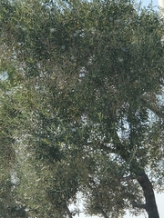 Olea europaea