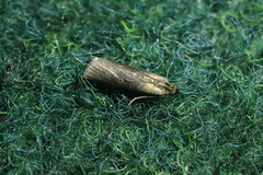 Sciota fumella