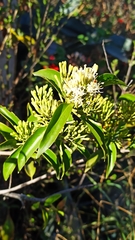 Tripodanthus acutifolius