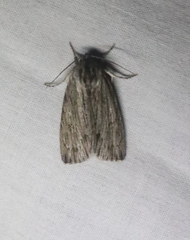 Acronicta lithospila