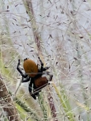 Phidippus apacheanus