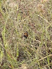 Phidippus apacheanus
