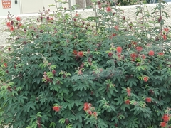 Calliandra californica