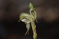 Pterostylis sargentii