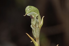 Pterostylis sargentii