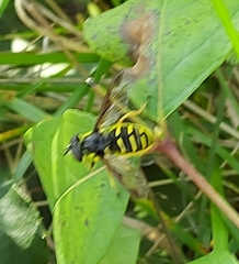 Sericomyia chrysotoxoides image