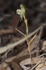 Pterostylis sargentii