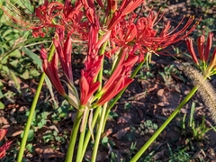 Lycoris radiata