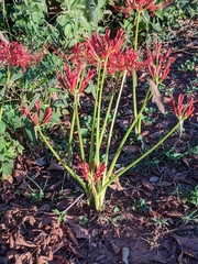 Lycoris radiata