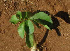 Sclerocarya birrea caffra