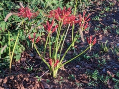 Lycoris radiata