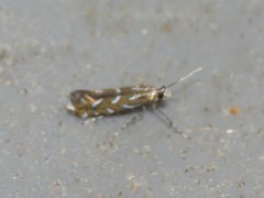 Parectopa pennsylvaniella