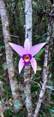 Laelia anceps