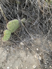 Opuntia polyacantha