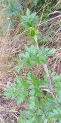 Arracacia moschata
