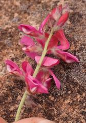Indigofera mollis