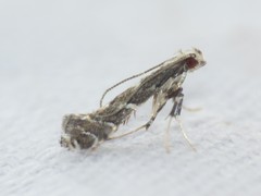 Leucospilapteryx venustella