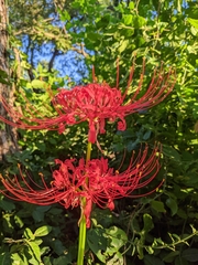 Lycoris radiata