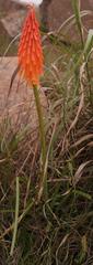 Kniphofia triangularis triangularis