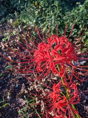 Lycoris radiata