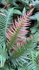 Blechnum parrisiae