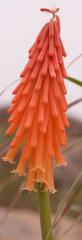 Kniphofia triangularis triangularis