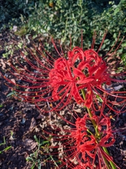 Lycoris radiata
