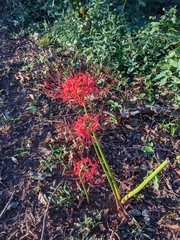 Lycoris radiata