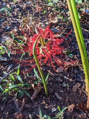 Lycoris radiata
