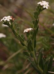 Lithospermum papillosum