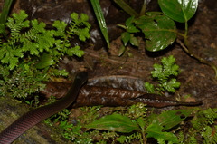 Clelia equatoriana