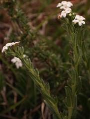Lithospermum papillosum
