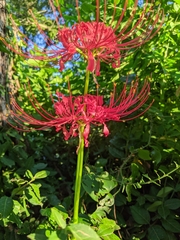 Lycoris radiata