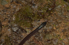 Clelia equatoriana