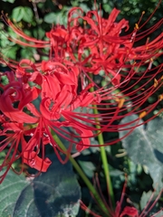 Lycoris radiata