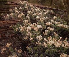 Lotononis alpina multiflora